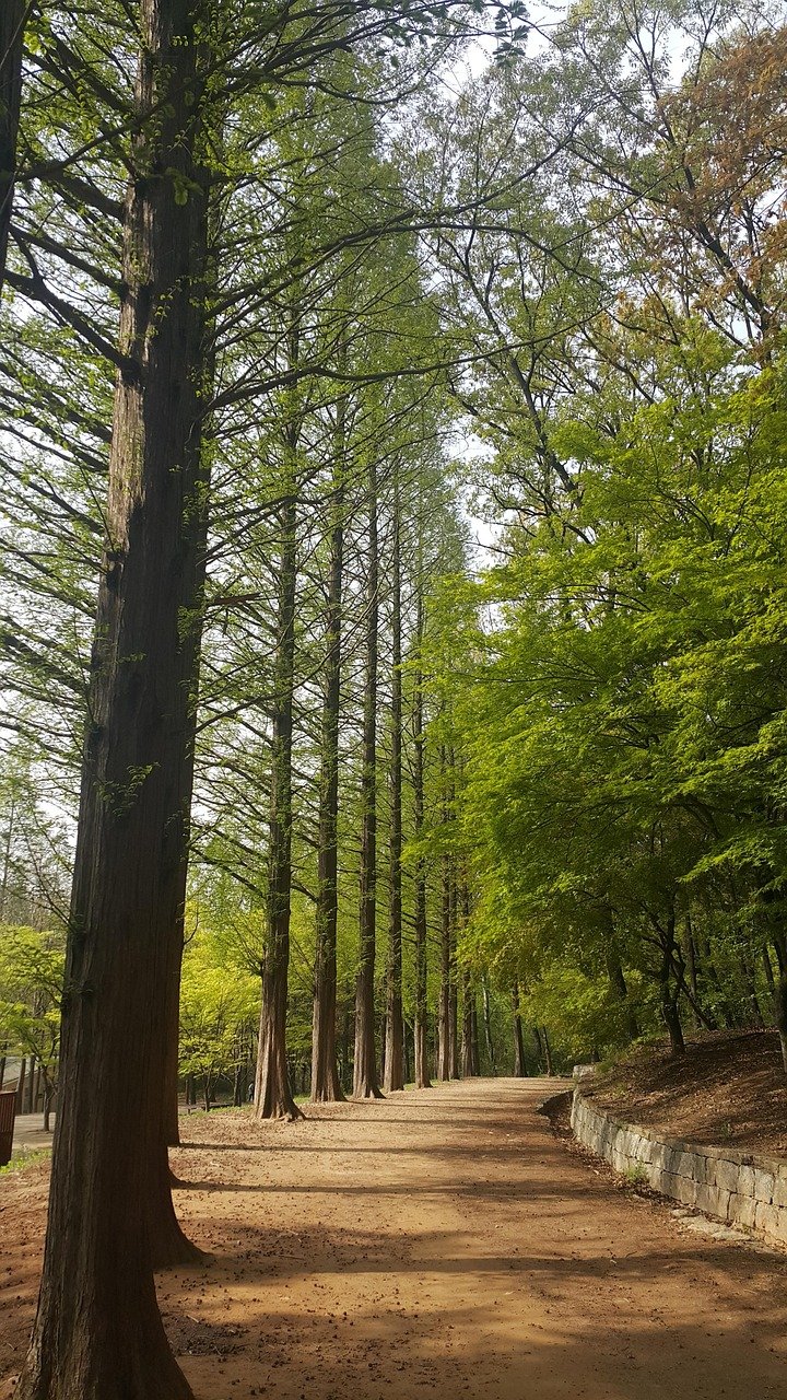 tree, forest, park, incheon grand park, nature, metasequoia, forest road, walking, healing